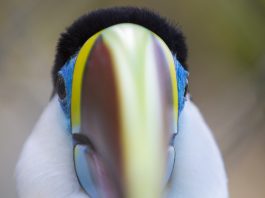 Toucan in Manaus
