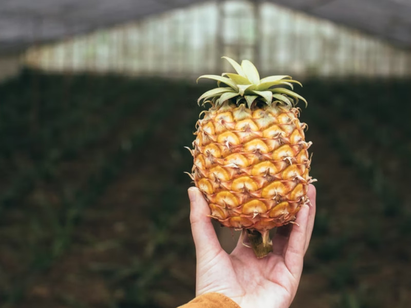 An Azores pineapple