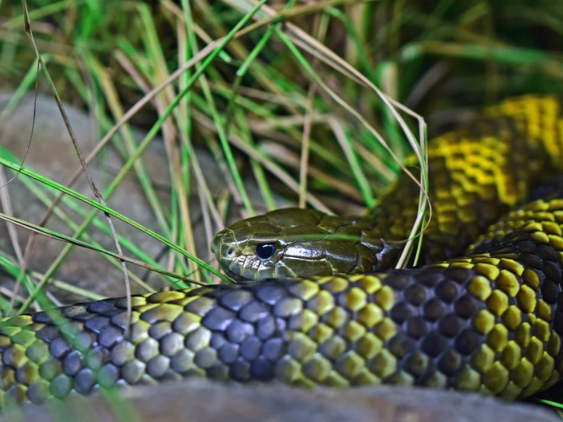 Mainland tiger snake (Notechis scutatus)