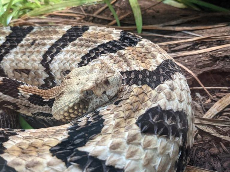 Bluegrass State Biters: 5 Venomous Snakes In Kentucky