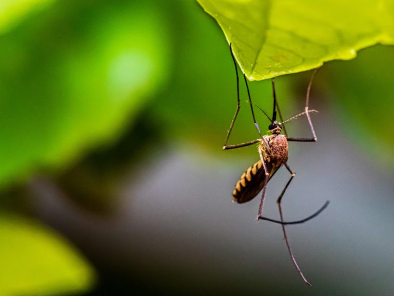 Mosquitoes in Bali: Everything You Should Know
