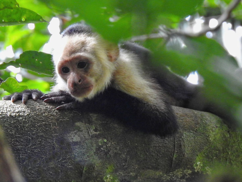 Monkey Corcovado National Park