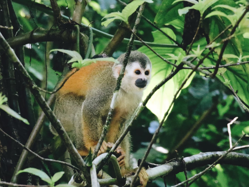 Monkey Manuel Antonio Costa Rica