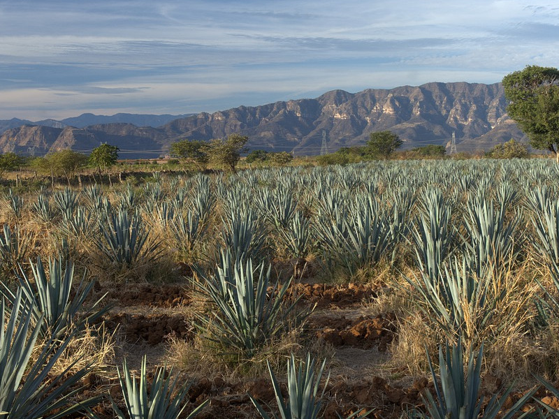 Tequila plants in Mexico