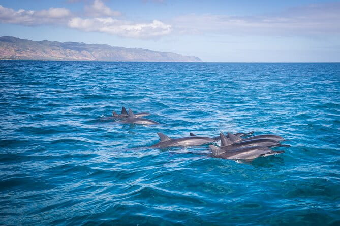 1.5 -Hour Guided Whale and Marine Life Tour - What You Can Expect from the Marine Wildlife Experience