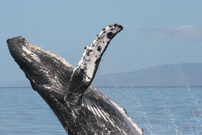 From Ma'alaea Harbor: Whale Watch Cruise Aboard the Malolo - Summary
