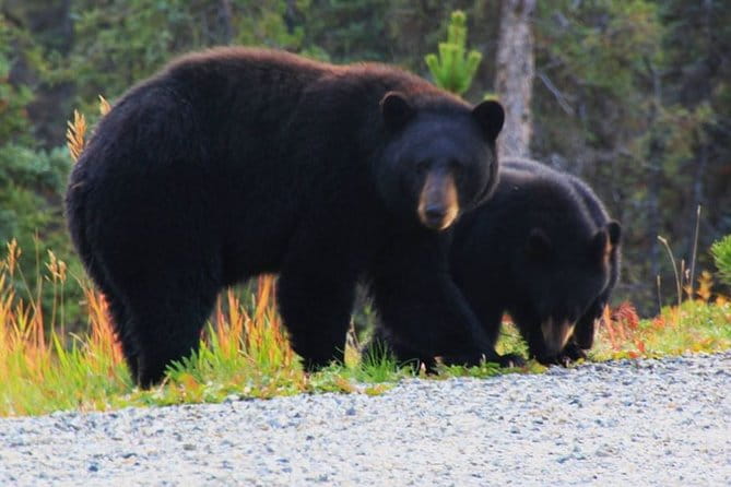 Half Day Yukon Suspension Bridge & Summit Tour - Final Thoughts on Value