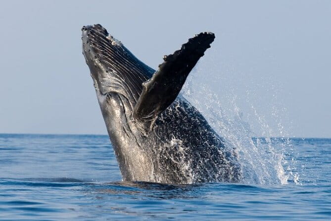 Whale Watching & Late Breakfast Cruise in Honolulu - What the Itinerary Looks Like