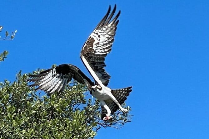 2- Hour Jungle Tour at Prehistoric Preserve Site in Fort Pierce - Key Points