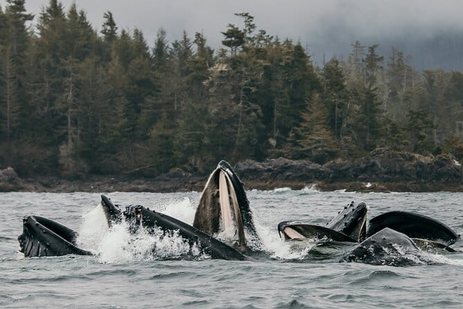 2-Hour Marine Wildlife Tour in Sitka - Who Should Consider This Tour?