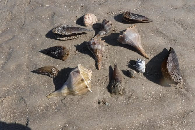 2-hour Shelling Boat Tour in the 10,000 Islands - Frequently Asked Questions
