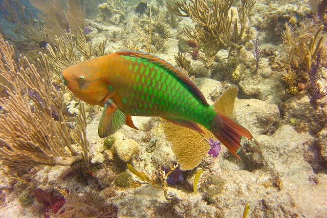 2 Location Snorkel Tour - Gear Included, 65 minutes per location - A Day in the Water: What to Expect