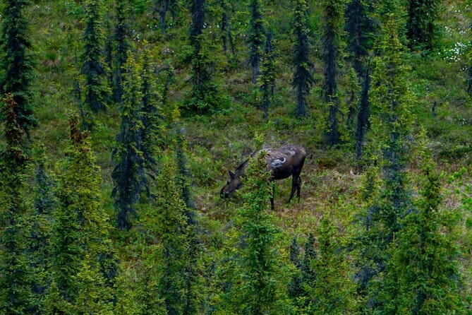3 Hour Naturalist Walking Tour in Denali National Park - Frequently Asked Questions