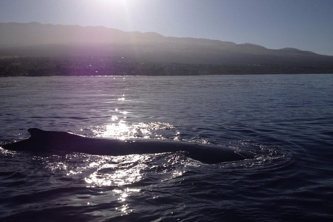 4 .5 Hour Molokini Snorkel Tour Adventure in Maui - The Itinerary Breakdown: What Each Stop Offers