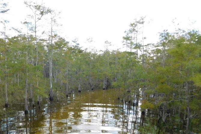 4-Hour Swamp Buggy Adventure Tour in Florida - The Itinerary in Detail