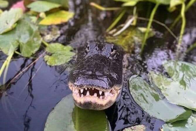 60 min Private Everglades Airboat Ride in Miami - Why This Tour Appeals