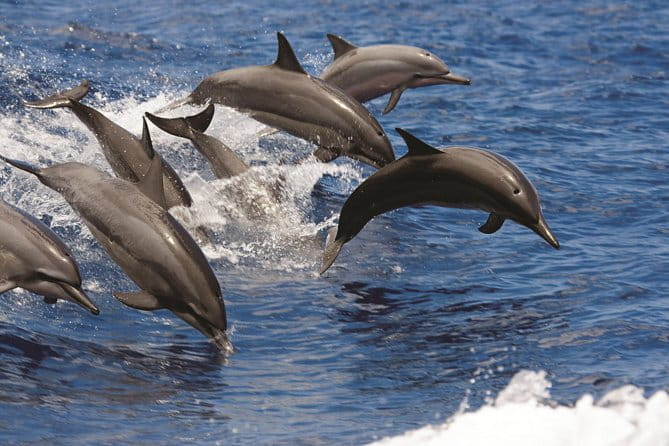 Afternoon Hawaiian Green Sea Turtle and Dolphin Snorkel and Sail - The Value Proposition