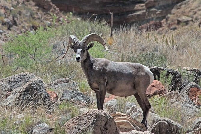Apache Trail with Dolly Steamboat - Who Will Love This Tour?