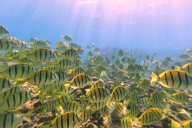 Beach Snorkel - Sea Turtle and Black Sand Lagoon - Practical Tips for Your Snorkel Adventure