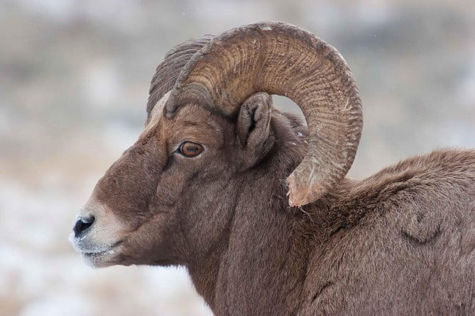 Best of Jackson Hole Wildlife Private Safari Tour - Exploring the Elk Refuge