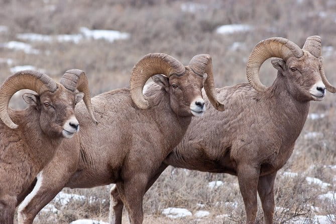 Best of Jackson Hole Wildlife Safari Tour - Who Will Love This Tour?