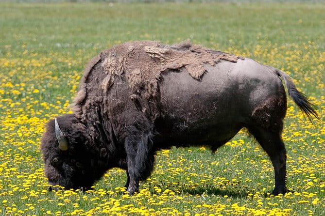 Best of Yellowstone Private National Park Safari Tour - FAQ