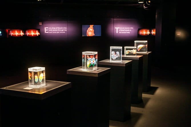 Bodies The Exhibition at the Luxor Hotel and Casino - What to Expect When Visiting