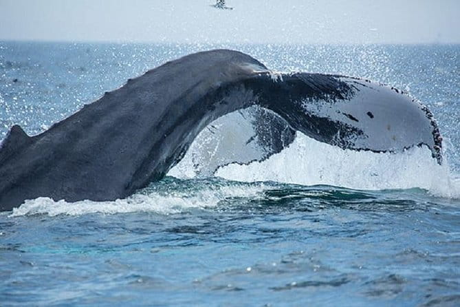 Boston Whale Watching Cruise by High-Speed Catamaran - Potential Drawbacks and Considerations
