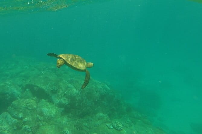 Clear Bottom Kayak - Guaranteed to see Turtles! - Why This Tour Works Well