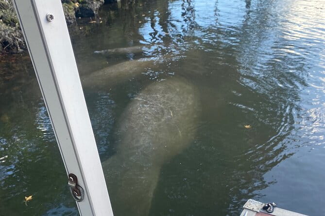 Crystal River: Private Manatee Boat Tour - The Itinerary: What to Expect