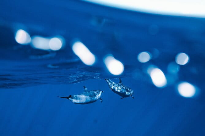 Deluxe Catamaran Swim with Dolphins in Oahu with Waterslide - Is this Tour Worth the Price?