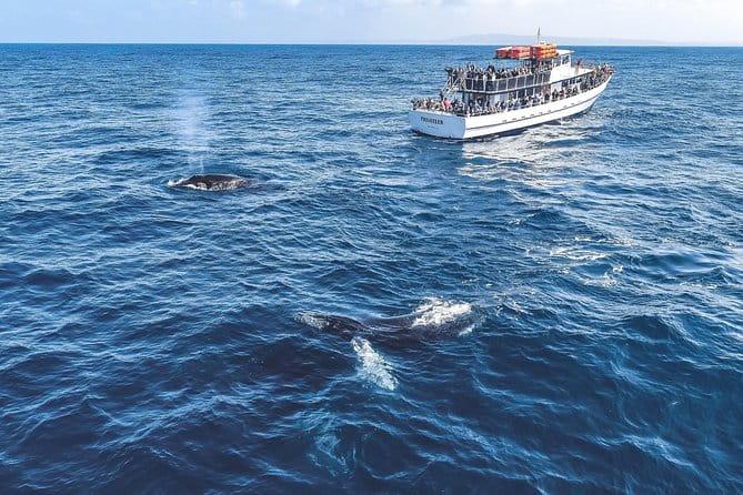 Dolphin and Whale Watching Sunset Cruise - The Sum Up: Who Is This Tour For?
