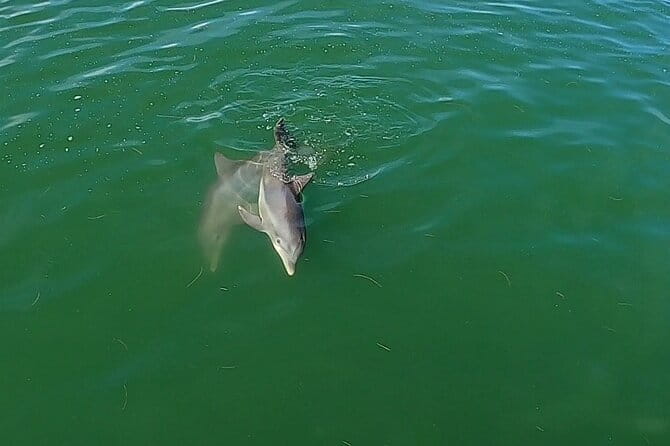 Dolphin Tour in St. Pete Beach - Who Would Love This Tour?