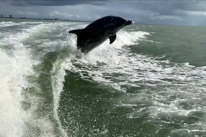 Dolphin Tours - Fort Myers Beach / Naples - Introduction to the Experience