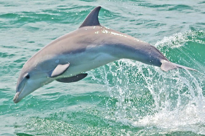 Dolphin Watching around Cape May - Why This Tour Is a Great Choice