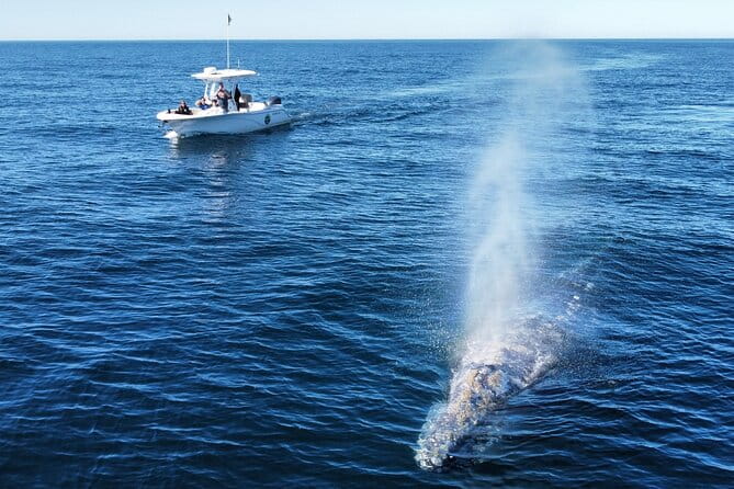 Dolphin & Whale Watching - What Travelers Love About This Tour