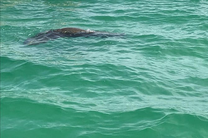 Egmont Key Snorkeling Dolphin Tour - The Sum Up