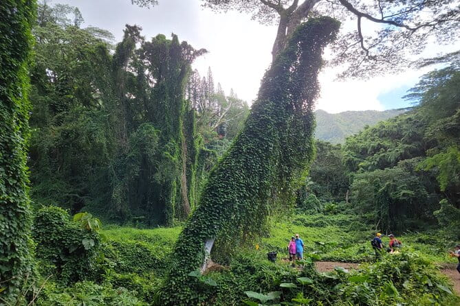 Electric Bike Ride & Manoa Falls Hike Tour - Why This Tour Works—And Who It’s For