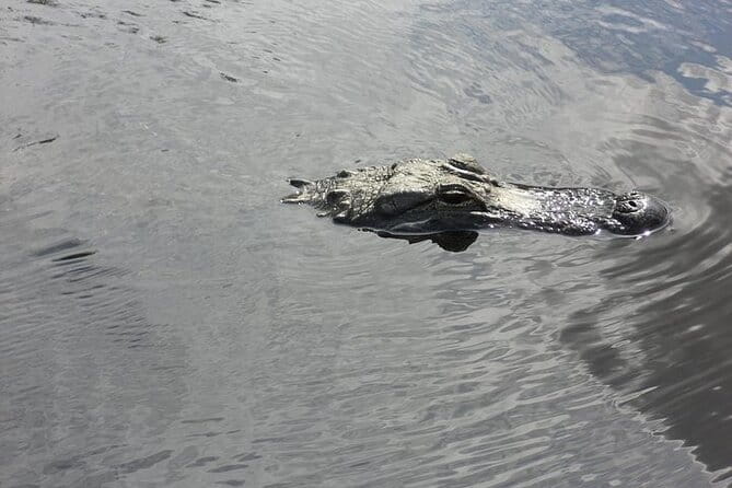 Everglades Airboat Tour from Fort Lauderdale with transportation - What Travelers Are Saying