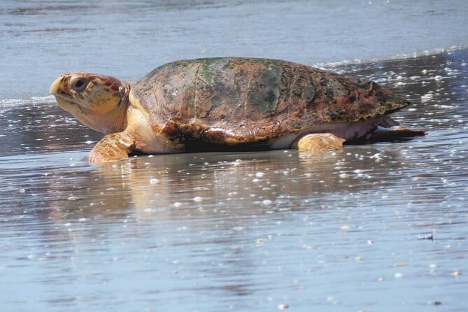 Everglades National Park Boat Tour - The Itinerary: What You’ll See and Learn