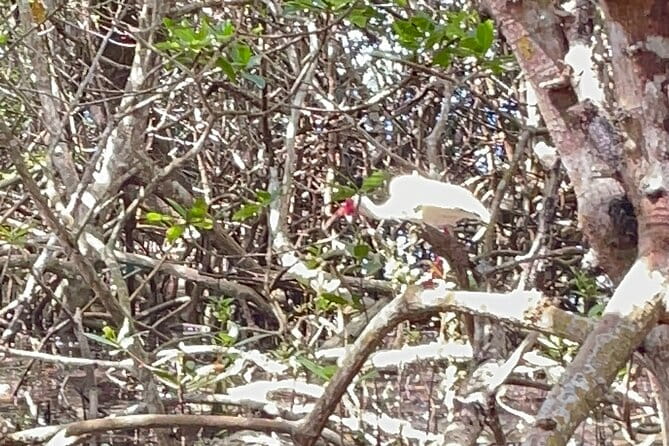 Exclusive Kayak Expedition: Exploring the Mangroves to Shell Key - The Value and Overall Satisfaction