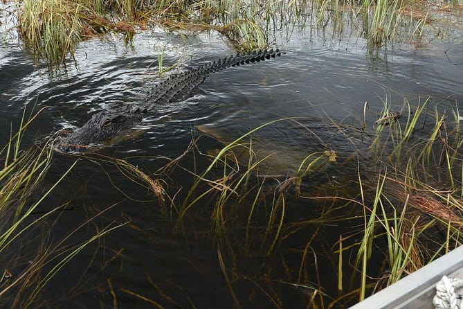 Florida Everglades Night Airboat Tour near Fort Lauderdale - Authenticity and Experience Insights from Reviewers
