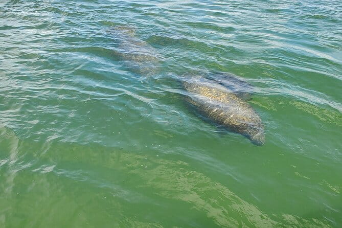 Fort Myers Beach Dolphin & Sightseeing Tour Refreshments Included - Who Will Love This Tour?
