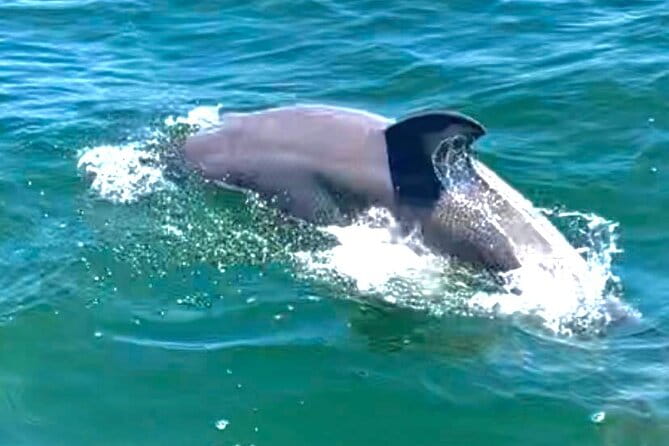 Frisky Mermaid Dolphin + Scenic Bay Sightseeing Tour - Practical Considerations for Travelers