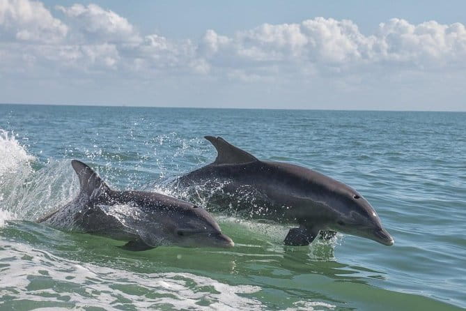 Frisky Mermaid Pontoon Boat Rentals in Pensacola Beach - Who Will Love This?
