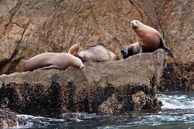 Full day Northwestern Glacier & Wildlife Tour from Seward - The Value Perspective