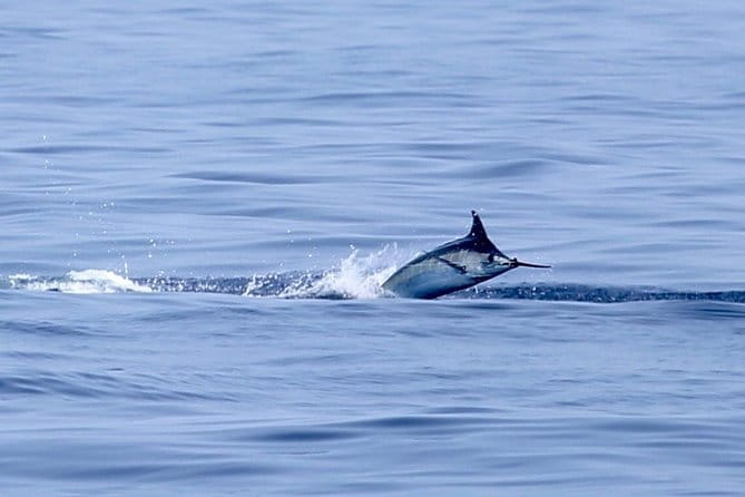 Full Day Sportsman/Enthusiast Charter - The Bottom Line