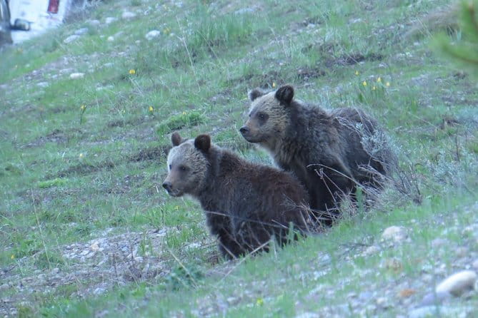 Grand Teton National Park - Sunrise Tour from Jackson Hole - Wildlife Watching: What You Can Expect