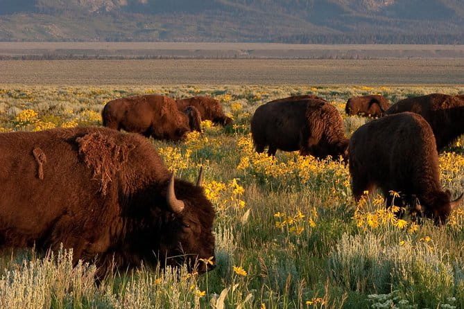 Grand Teton Wildlife Safari Tour - What’s Included and What’s Not