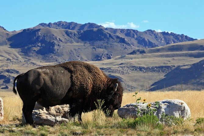 Great Salt Lake and Antelope Island Day Tour - The Value of Guided Tours